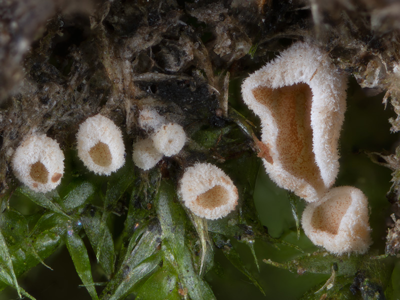 Chromocyphella muscicola